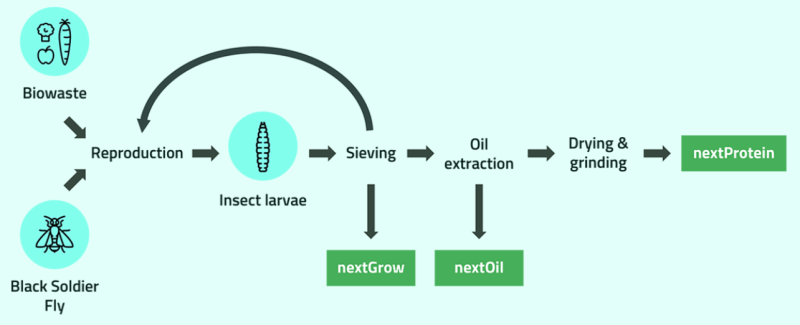 nextProtein - Process