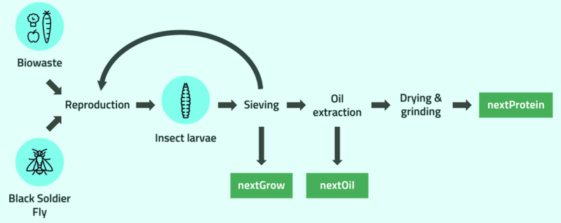 nextProtein nextOil - Process