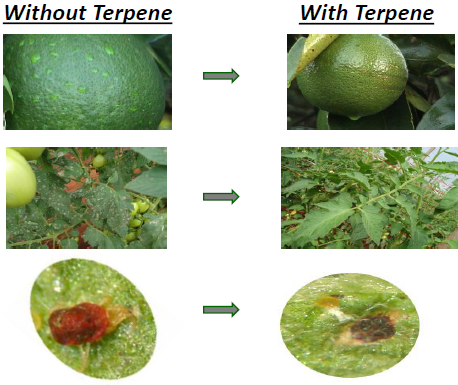 Citrus Terpenes (Orange d-Limonene) - Application Example