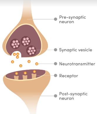 Memophenol™ PR-0165 - Mechanisms of Action - 1