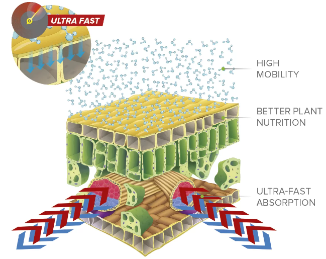 AMINO ULTRA® Ca-18 - Absorption of Amino Ultra Through Leaves