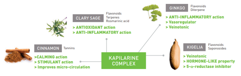 Kapilarine - Scientific Process