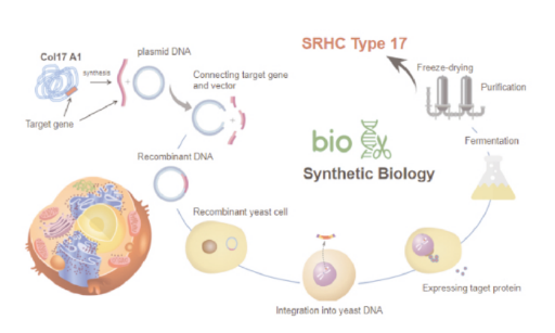 Trautec SRHC Type XVII - TTB1 - Product Highlights