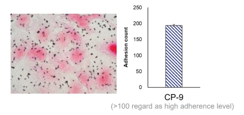 Bioflag Bifidobacterium animalis subsp. lactis CP-9 - Strong Colonization on Caco-2 Intestine Cells - 1