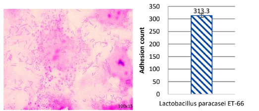 Bioflag Lactobacillus paracasei ET-66 - Product Characteristics - 1
