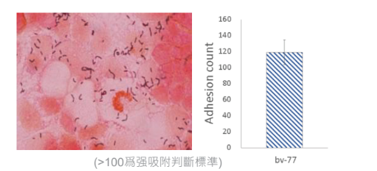 Bioflag Lactobacillus rhamnosus bv-77 - Stability Test - 1