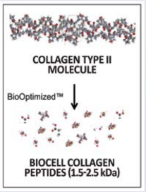 BioCell Collagen® - White Paper Research Information - 4
