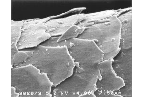 Flexan® II Polymer - Formulation Guidelines - 1