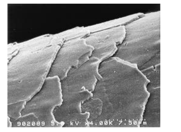 Flexan® II Polymer - Formulation Guidelines - 1