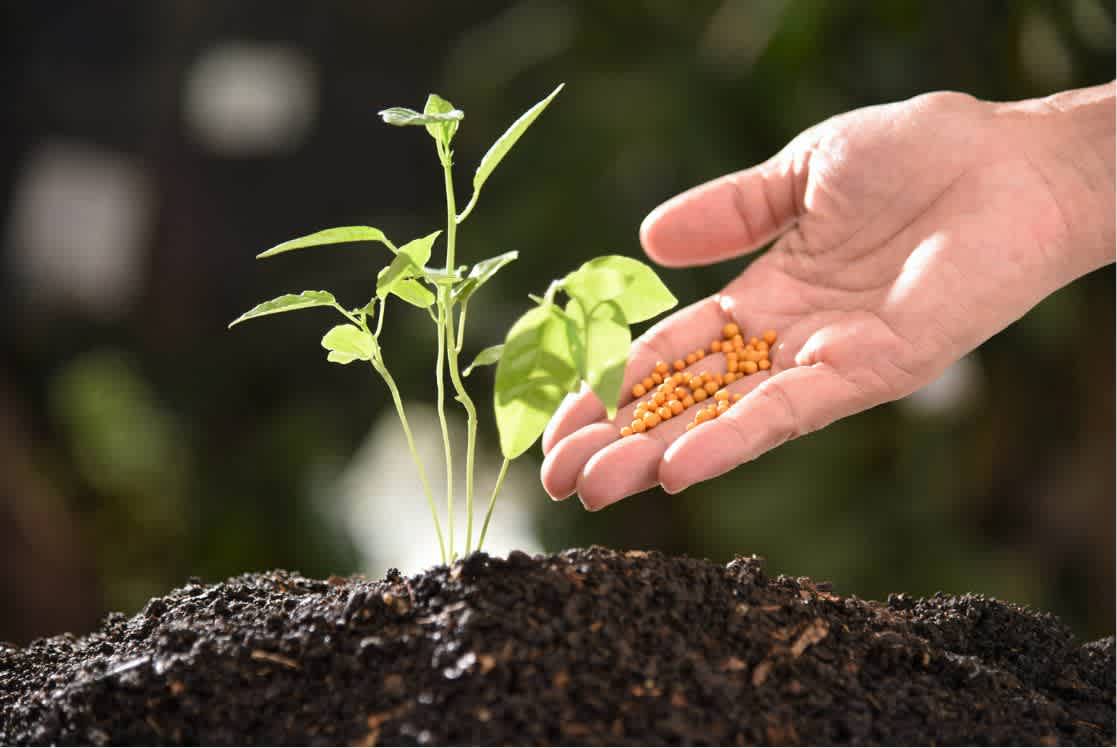 Plant Nutrition