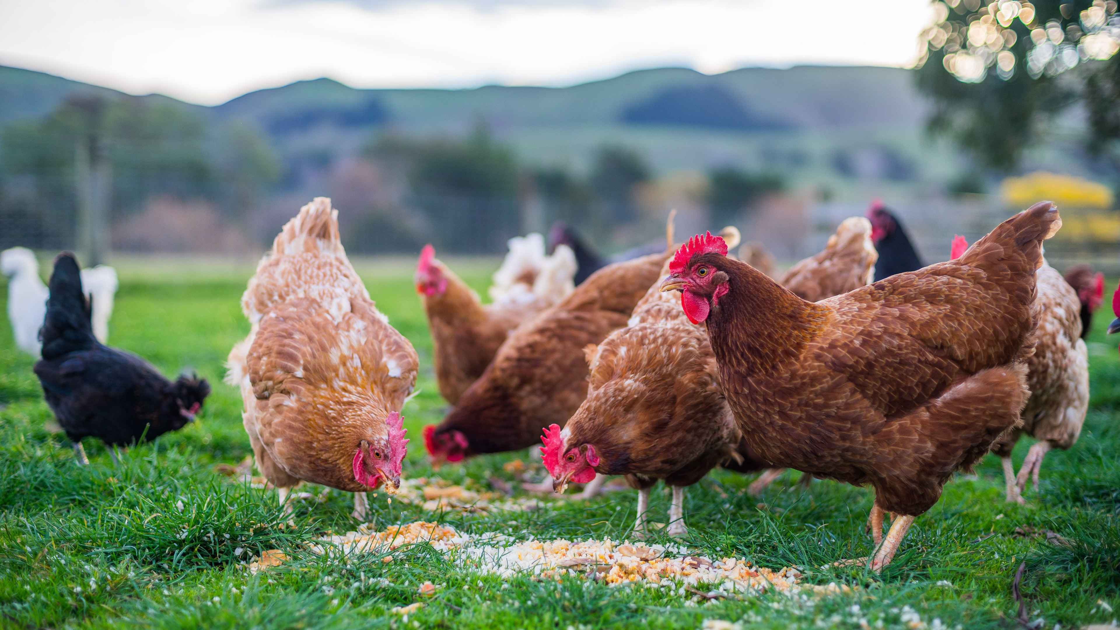 Santé et nutrition animale