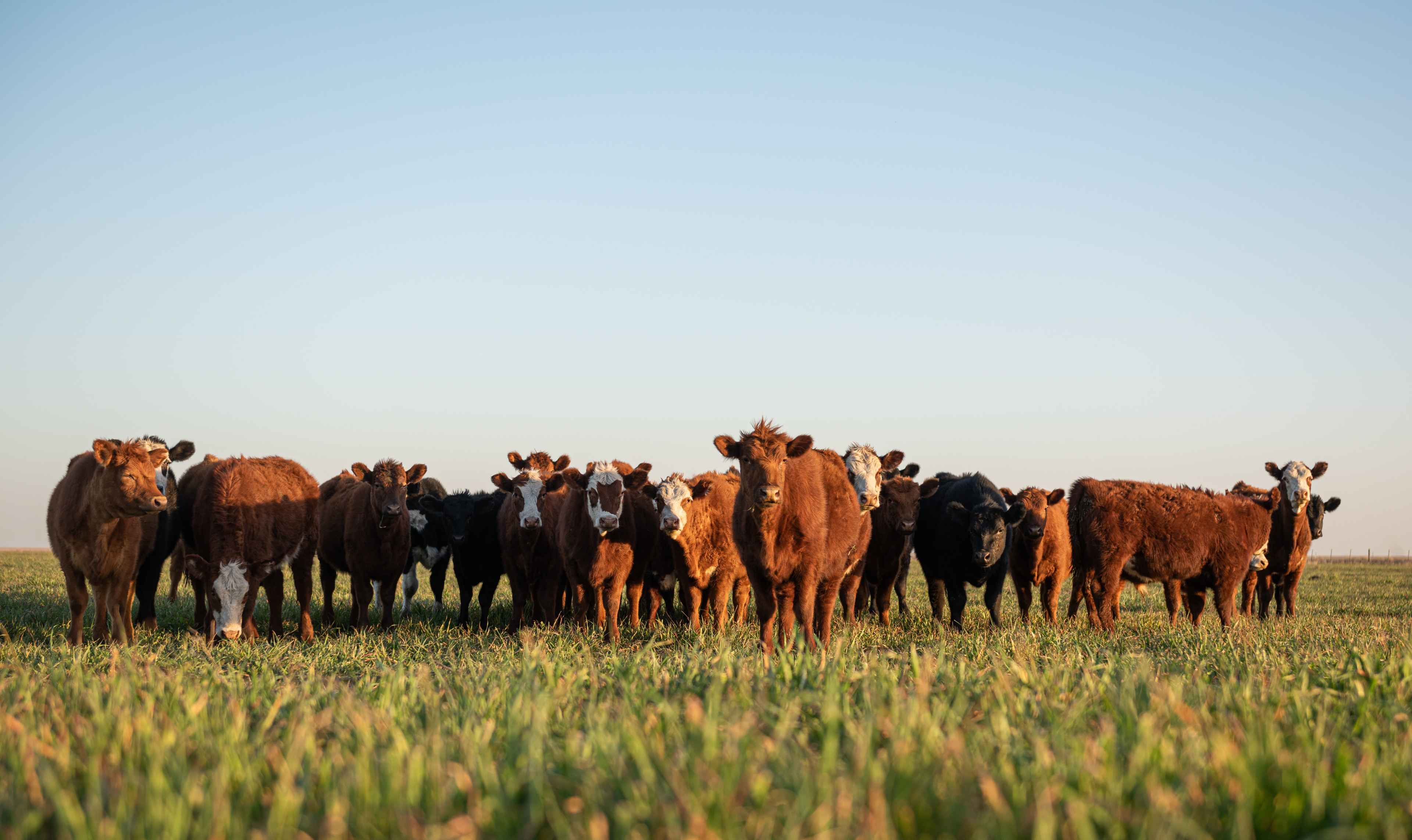 Autres applications agricoles et alimentaires