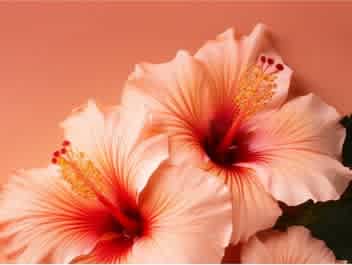 Botanicals