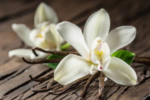 Flavor & Fragrance Ingredients