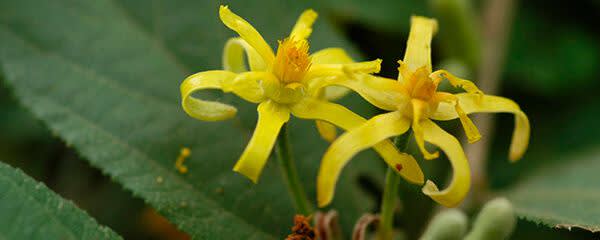 Bayliss Botanicals banner