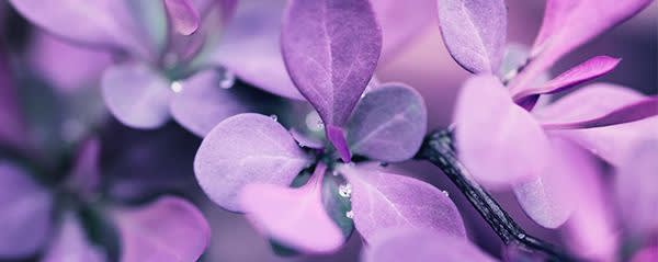 Berjé Inc CINNAMIC ALDEHYDE NAT EX CASSIA banner