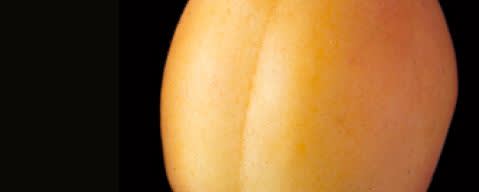 PRIMETIME Nat Apricot Flavor WONF (BD-10581) banner