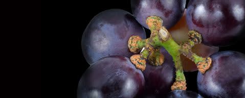 PRIMETIME N&A Grape Flavor (BD-10535) banner