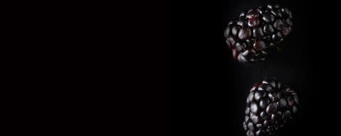 PRIMETIME Nat Blackberry Flavor WONF (BD-10578) banner