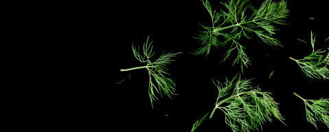 PRIMETIME Nat Dill Flavor (BD-10194) banner