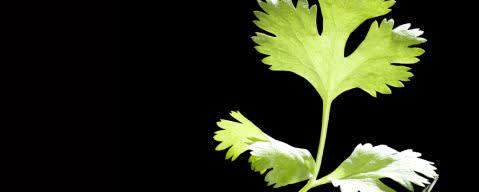 PRIMETIME Nat Cilantro Flavor WONF (BD-10501) banner