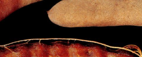 PRIMETIME Nat Tamarind Flavor Type (BD-10334) banner