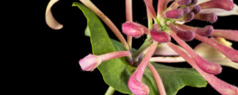 PRIMETIME Nat Honeysuckle Flavor Type (BD-10632) banner