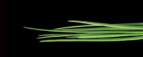 PRIMETIME Nat Chives Flavor Type (BD-10743) banner