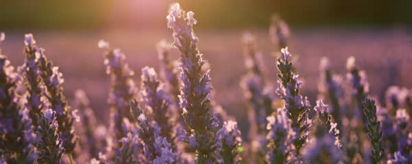 Callisons Lavender Flavor Natural WS (1827418) banner