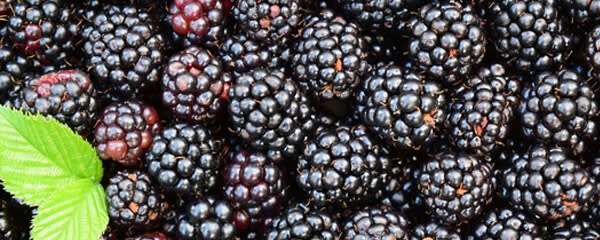 Callisons Blackberry Flavor NAT WONF WS (1816131) banner