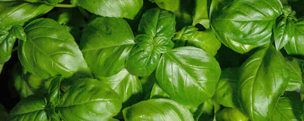 Callisons Basil Flavor NAT WS (103105) banner