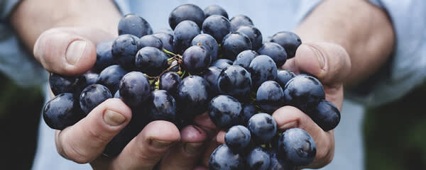 Callisons Grape Type Flavor NAT WS (103350) banner