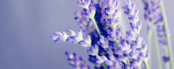 Flyaro - Litsea Cubeba Oil banner