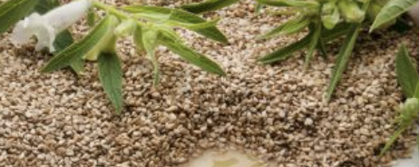 Henry Lamotte Oils GmbH Sesame Oil, refined banner