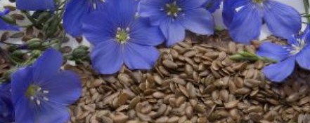 Henry Lamotte Oils GmbH Linseed Oil banner