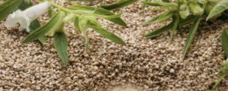 Henry Lamotte Oils GmbH Sesame Oil, pressed, organic production banner