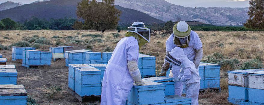 True Gold Honey Beeswax banner