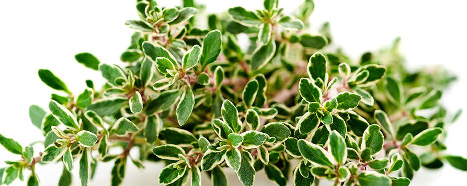 Actismart™ SW lemon thyme banner