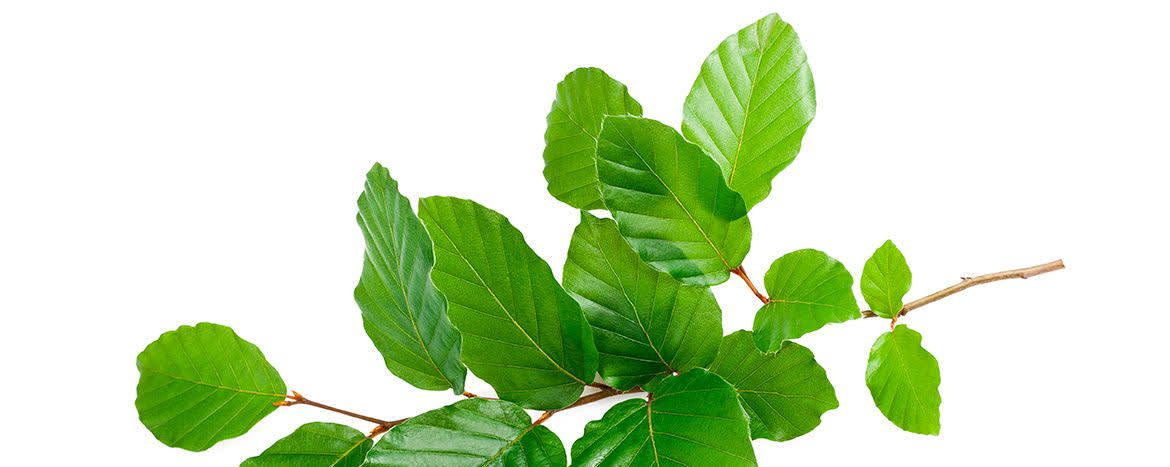 Actismart™ SW beech banner