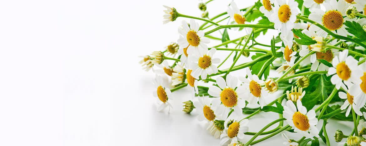 Actismart™ SW chamomile banner