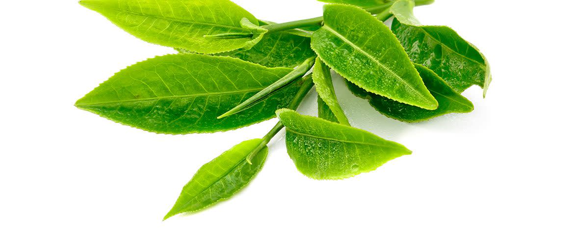 Actismart™ SW green tea banner