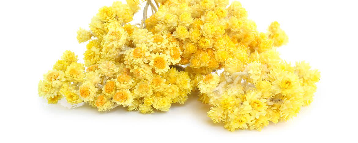 Actismart™ SW immortelle banner