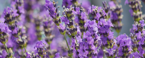 Natural Lavender FL WONF WS (7237070) banner