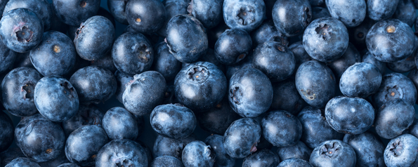 Natural Blueberry FL WONF WS (7237062) banner