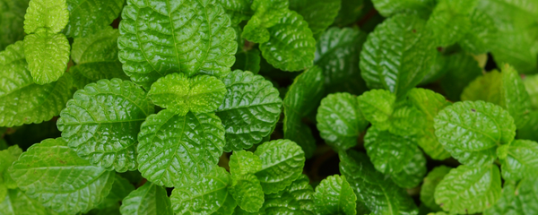 Natural Mint FL WONF OS (7237095) banner