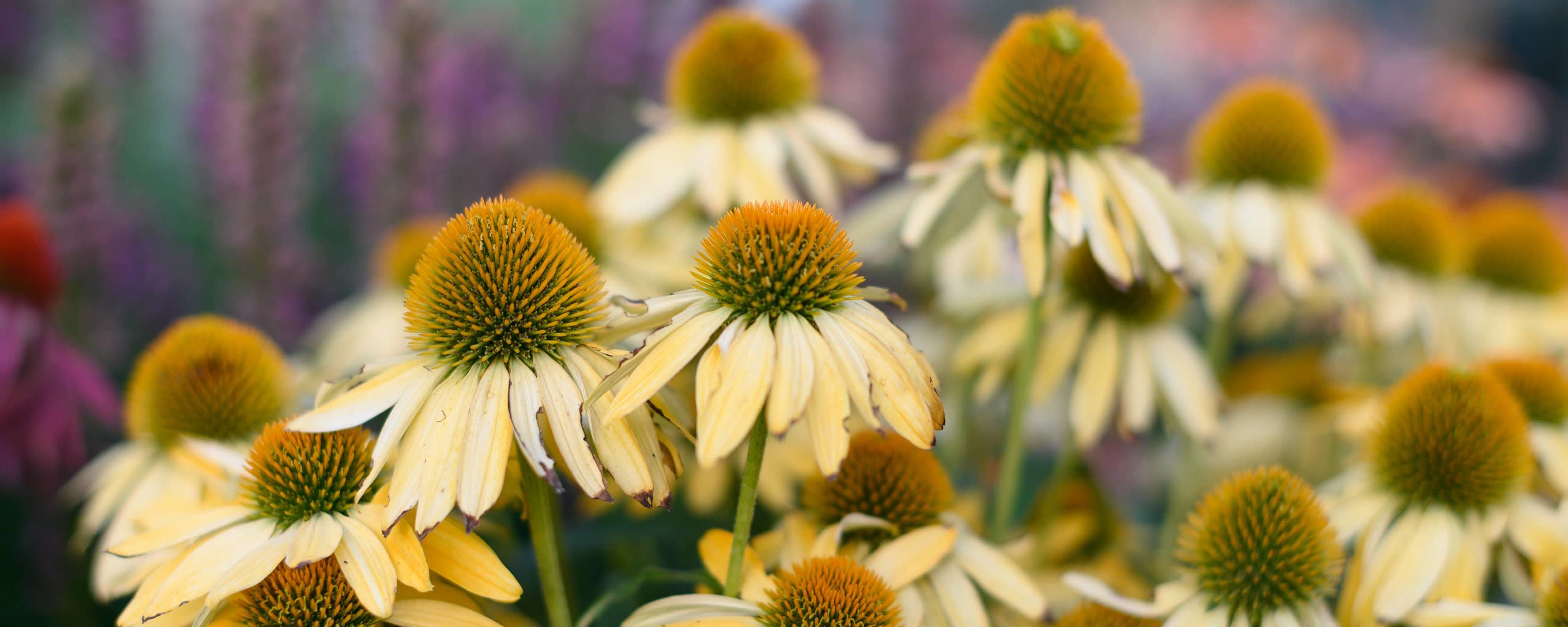 Actiphyte™ Coneflower (GL80NP) banner