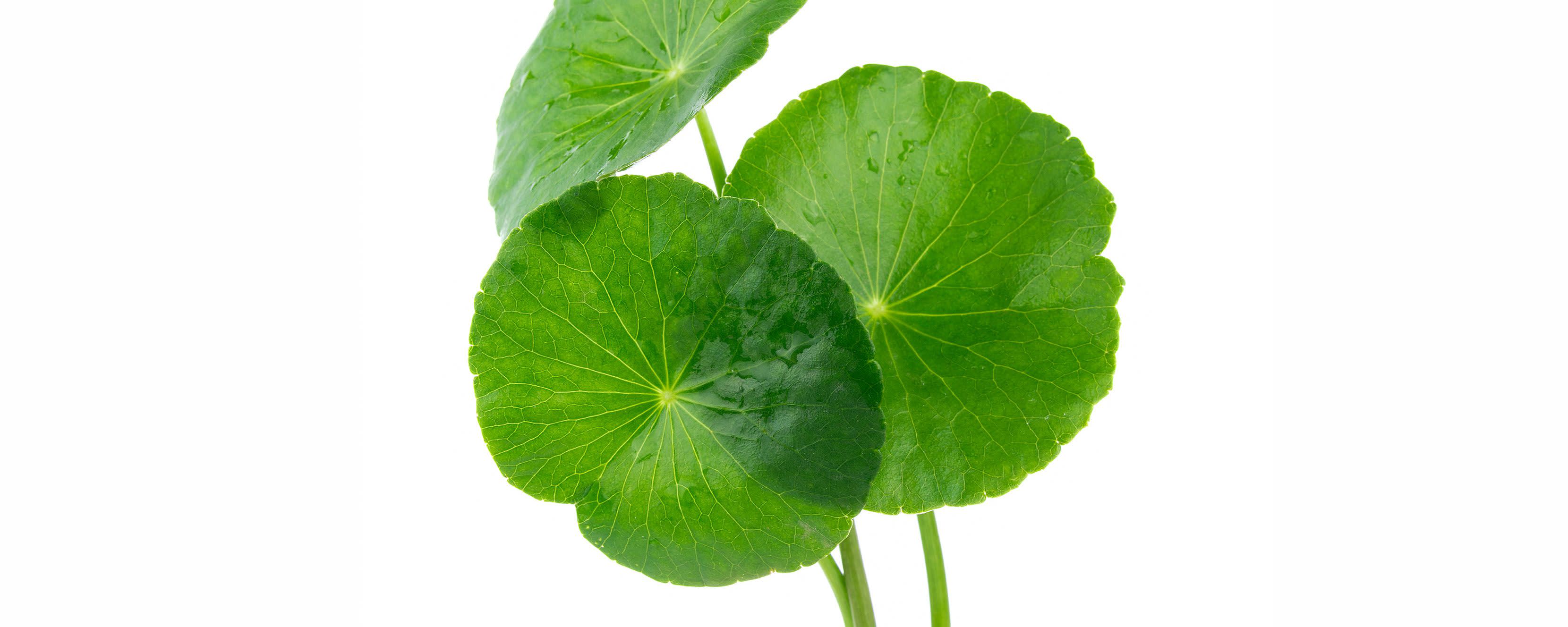 Actiphyte™ Gotu Kola (GL80NP) banner