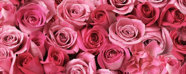 Natural Rose Type FL WS (7237084) banner