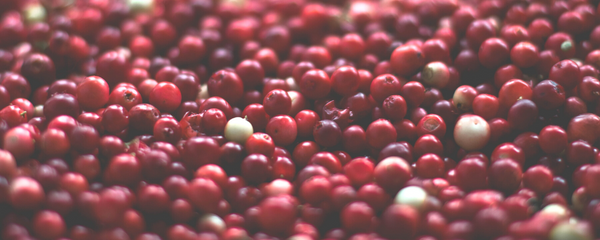 Natural Cranberry Type FL WS (7237065) banner