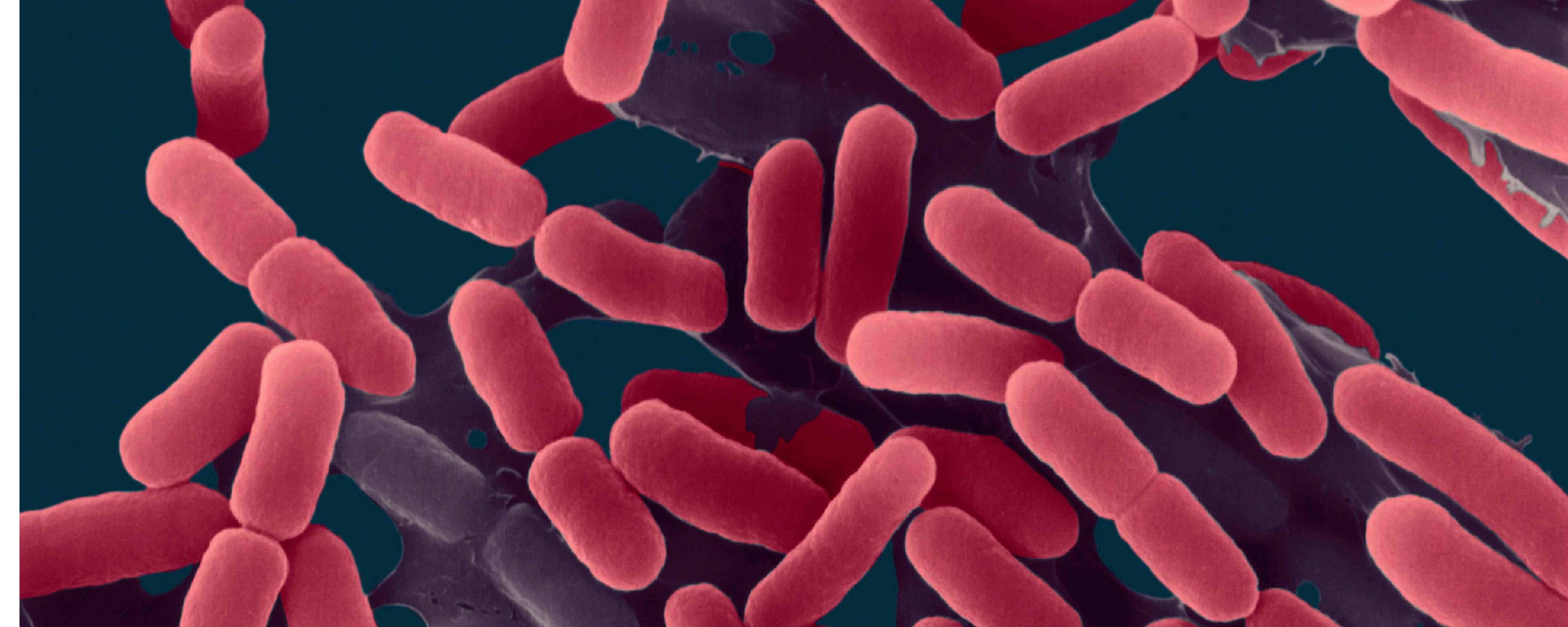 Bacillus Coagulans BC 99 banner